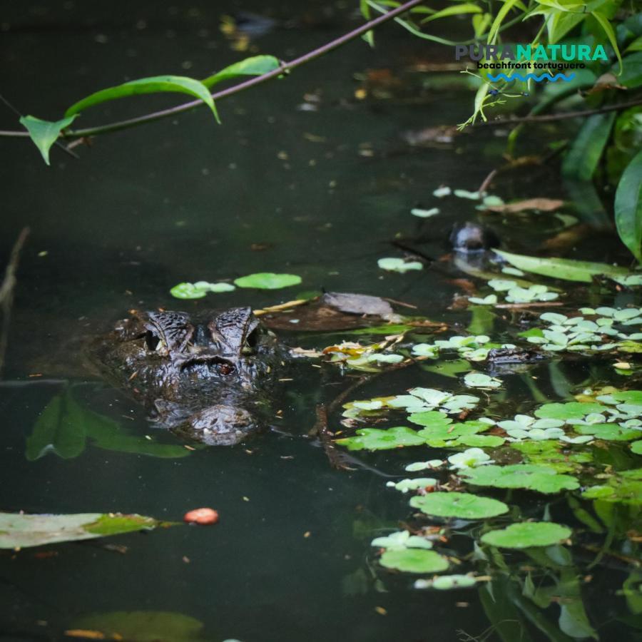 Hotel Pura Natura Tortuguero Exterior foto