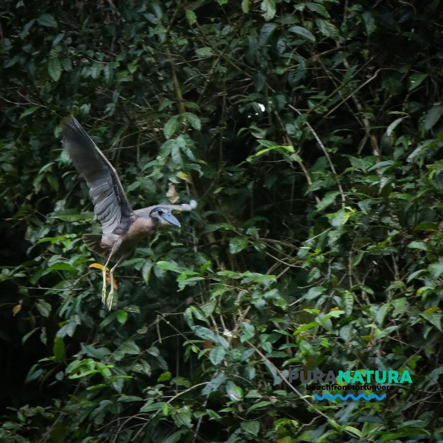 Hotel Pura Natura Tortuguero Exterior foto